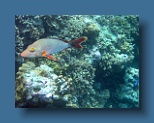 Helengeli 329